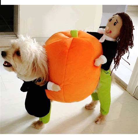 Pumpkin Dog Costume - 2-9kg Dog. Taxes and delivery included. Learn ...