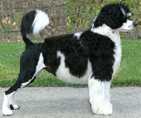 Portuguese Water Dog (PWD) - Breed Information and Images - K9RL