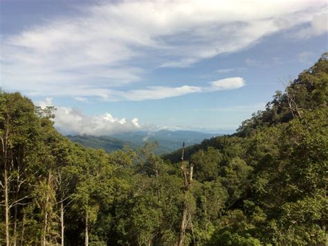 Birding on Seram – Burung-Nusantara / Birds-Indonesia