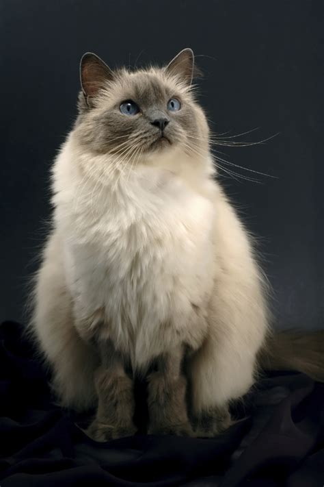 47 HQ Photos Blue Ragdoll Cat Names / *Reserved* Blue Male Colourpoint ...