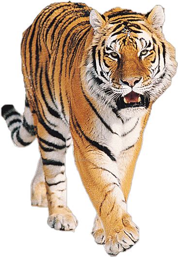 Bengal Tiger Png File Png Mart - Riset