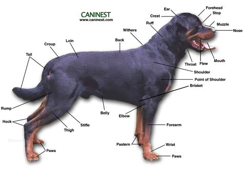 Dog Head Anatomy