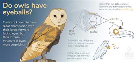 Owl Eye Anatomy: Why Do Owls Have Large Eyes?