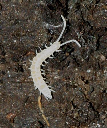 little white centipede - BugGuide.Net