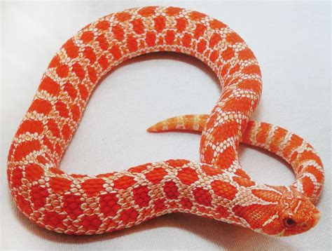 10 Stunning Western Hognose Snake Morphs - ReptileWorldFacts | Western ...