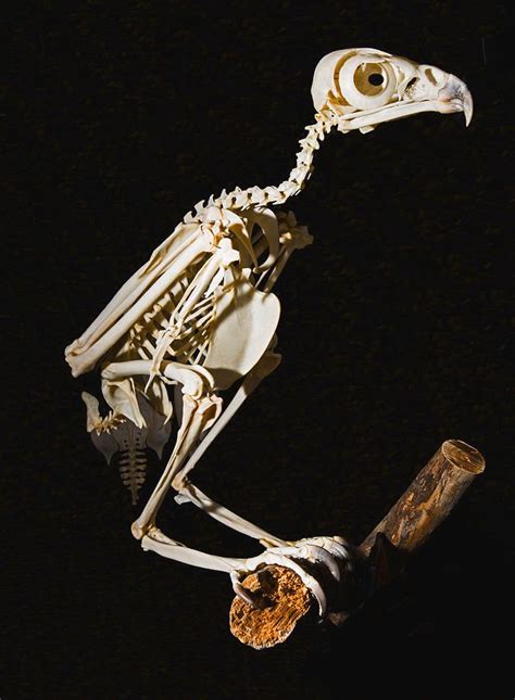 Anatomy Photograph - Red Tailed Hawk Skeleton by Millard H. Sharp ...