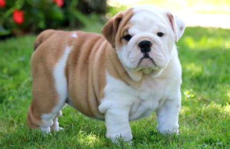 English Bulldog Puppy Training and Breed Information - Eat Sleep Walk