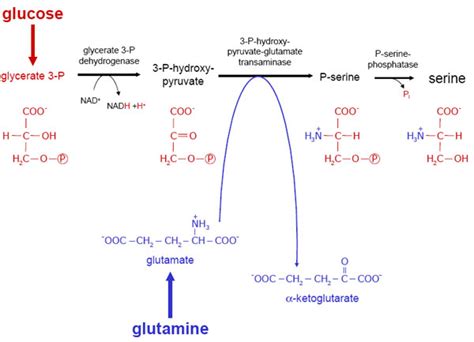 Serine synthesis: metabolic scheme