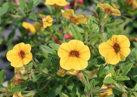 Million Bells varieties provide summer colors | Mississippi State ...