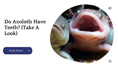 Do Axolotls Have Teeth? (Take A Look) | Unified Pets