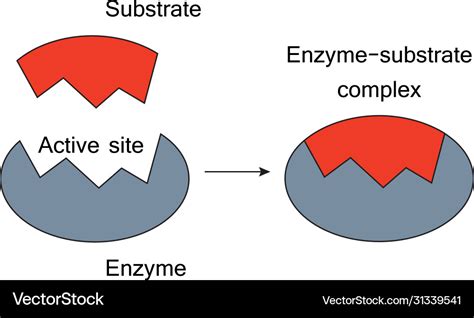 Enzyme Substrate