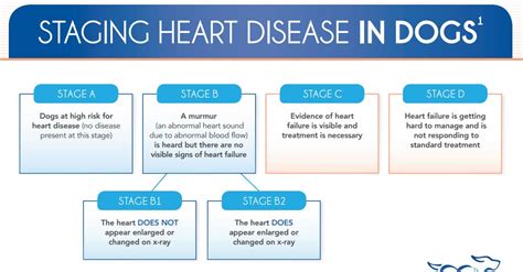 How long can a dog live with stage 4 heart failure