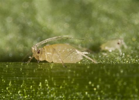 Plants vs insect pests; a never-ending battle?