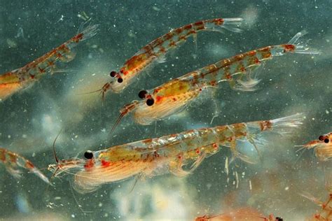 What are the Krill Oils? - Definition, 4 Types of Krill Oils, and More