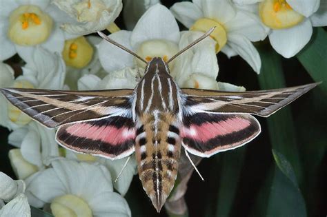 Slideshow 710-10: White-lined sphinx (Hummingbird hawk-moth, Hyles...M ...