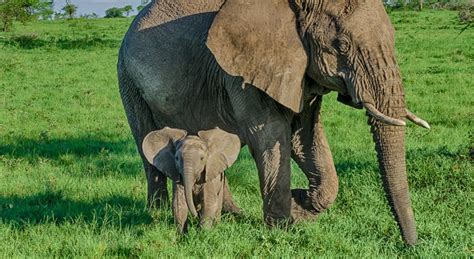 Wildlife Photo of the Week: Mom & Baby Elephant