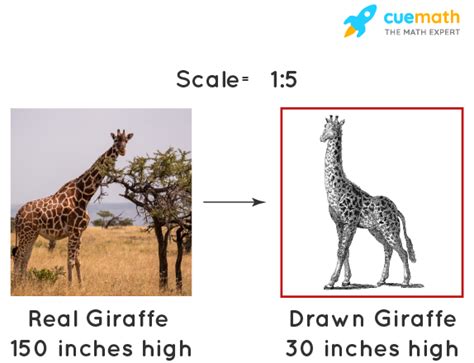 Scale - Meaning, Formula, Examples