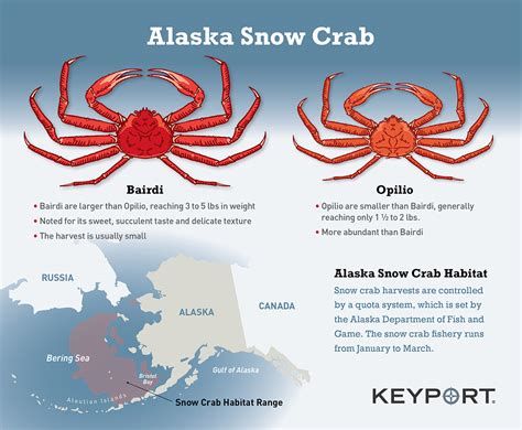 Alaska Snow Crab - Bairdi & Opilio - Keyport