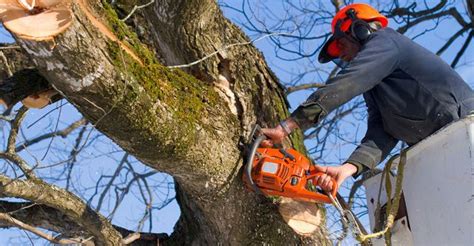 The 10 Best Tree Removal Companies in Colorado Springs, CO 2024