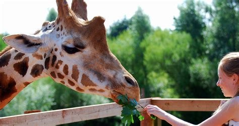 West African Giraffe - South Lakes Safari Zoo