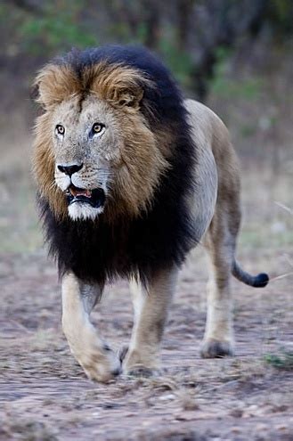 Lion With Black Hair - Kitchen Rugs At Target