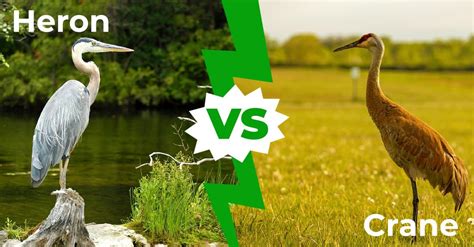 Heron vs Crane: 8 Main Differences Explained - AZ Animals