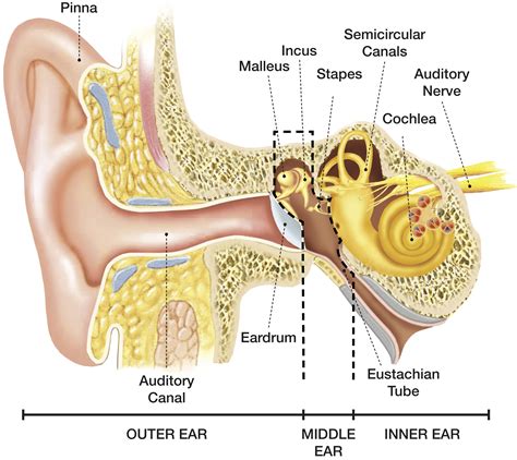 Diagram Of The Location And Functions Of The Ear [diagram] I