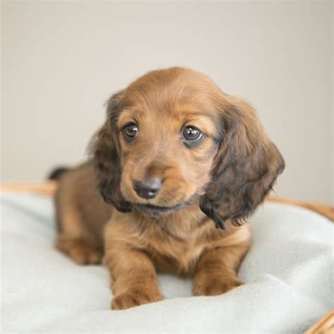 Miniature Long Haired Dachshund Puppies for Sale - Dikerdachs