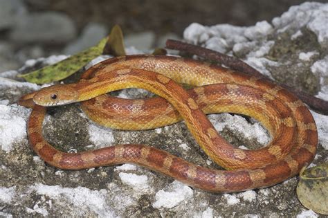 Rosy rat snake | The rosy rat snake (Pantherophis guttatus) … | Flickr