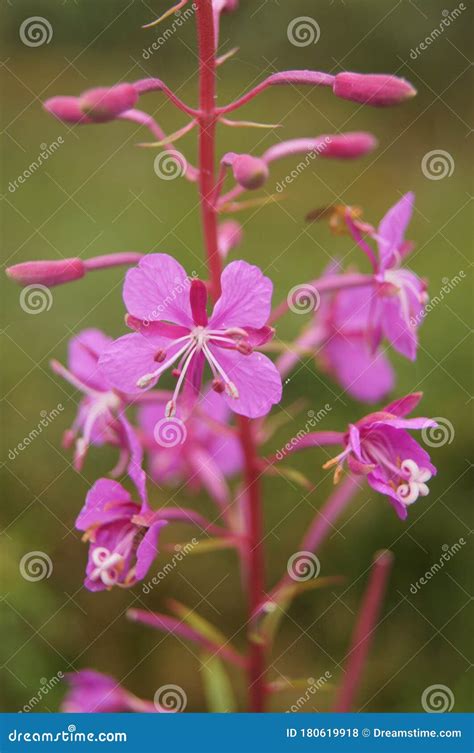 Close-up Shot of Rosebay Willowherb Wildflower Stock Photo - Image of ...