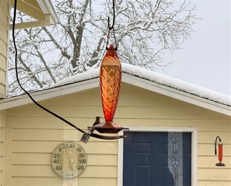 Hummingbird feeder heater – Yellow Cottage Homestead