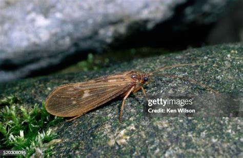 147 Caddis Fly Stock Photos, High-Res Pictures, and Images - Getty Images