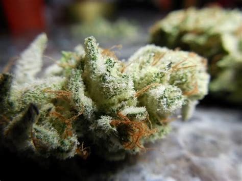 Valley Ghash Strain Review - I Love Growing Marijuana