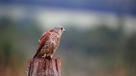 Premium Photo | Male kestrel hunting around the farm