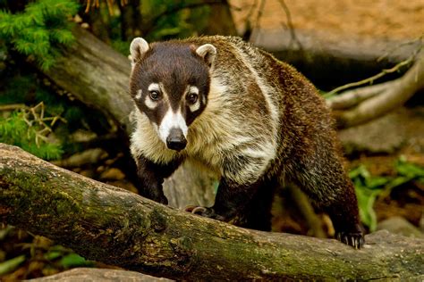 The Coolest Animals That You Can Find in the Yucatan, Mexico