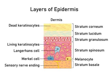 Keratinocyte Cell Diagram