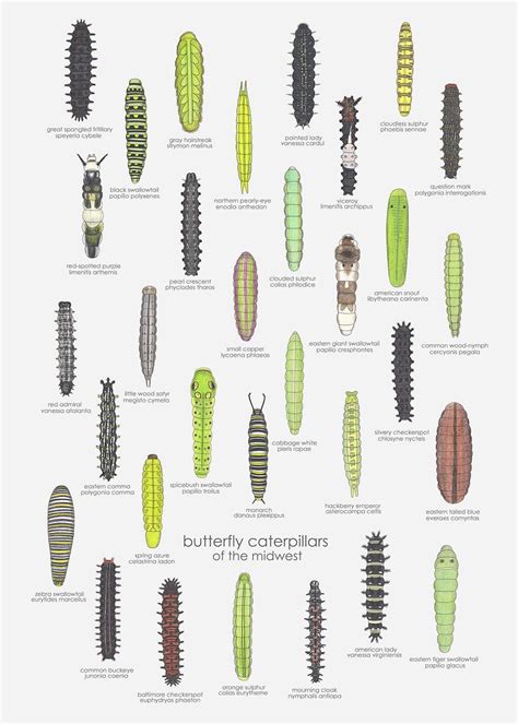 Free Printable Caterpillar Identification Charts [PDF]