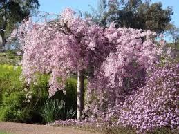 Cherry Blossom Festival Coming To Cowra - The Canowindra Phoenix