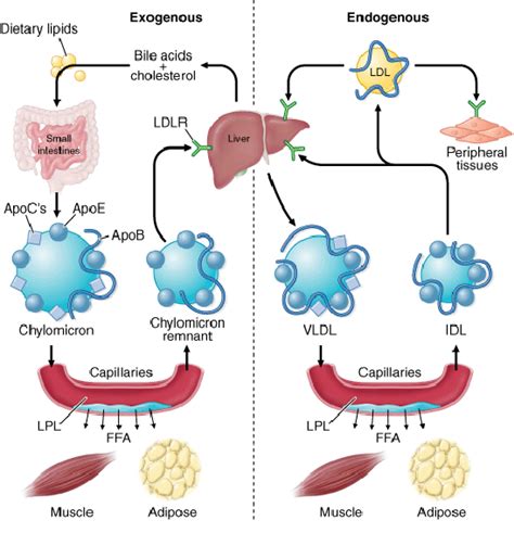 3: Schematic of the exogenous and endogenous lipid metabolism pathways ...