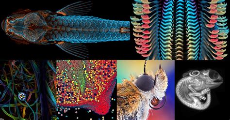 The Winners of Nikon's 'Small World' Contest Reveal Tiny Technicolor ...