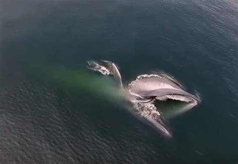 Video: Blue whale lunge feeding in Monterey Bay :: Wetpixel.com