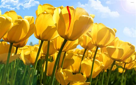 Paling Populer 17+ Wallpaper Flower Yellow - Gambar Bunga Indah