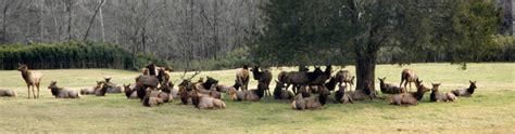 Wildlife Viewing | Upper Buffalo River Association