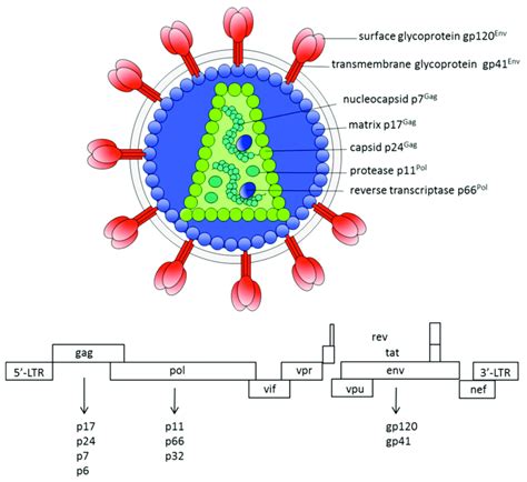 Human immunodeficiency virus type 1 (HIV-1) genome and virion ...