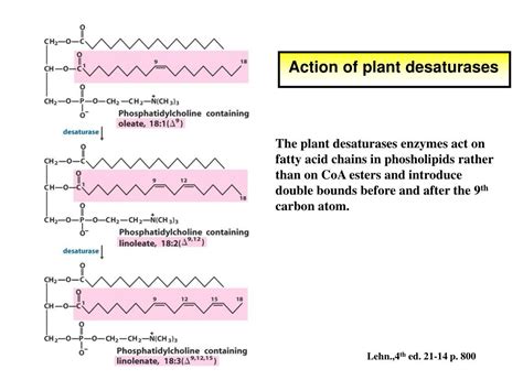 PPT - ELONGATION, DESATURATION of FATTY ACIDS and FORMATION of ACTIVE ...