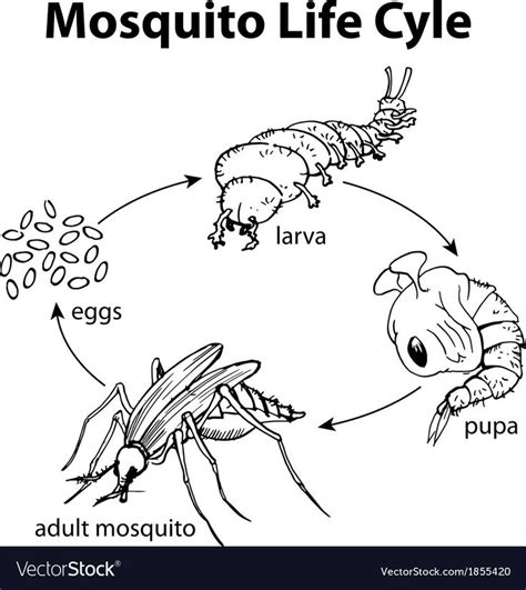 Mosquito life cycle vector image on VectorStock | Kiga, Prag