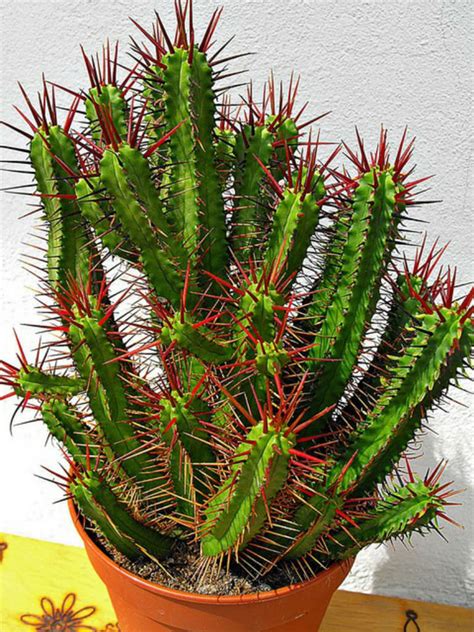 Euphorbia enopla (Pincushion Euphorbia) - World of Succulents