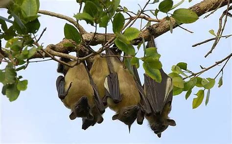 Facts About Bats For Kids | Bats Diet and Habitat