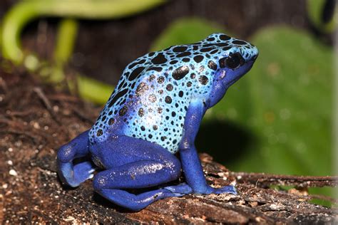 Dendrobates tinctorius azureus UBN6341505 Verwacht week 38 - Frogs and More