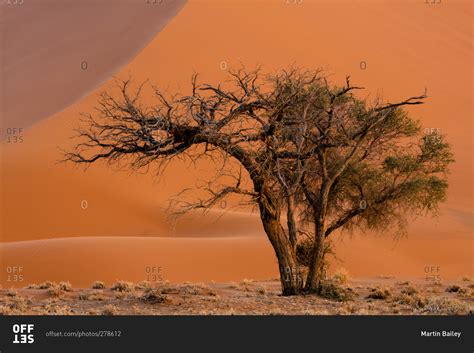 Camel thorn tree at Dune 45 in Namibia stock photo - OFFSET